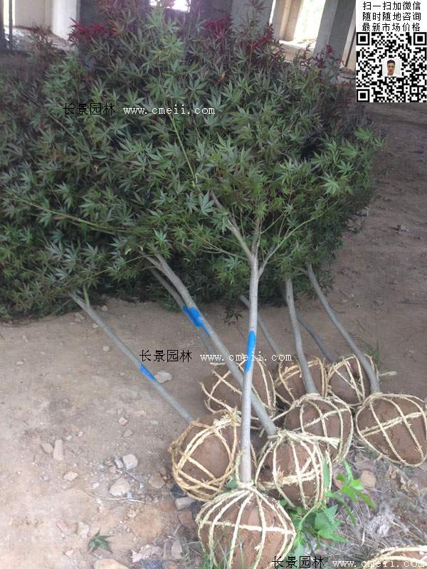 紅楓基地里的紅楓