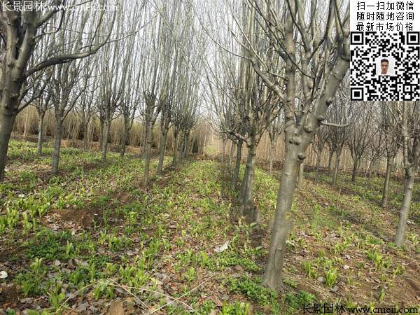 西府海棠 西府海棠