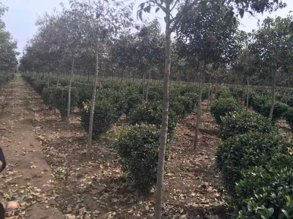 優(yōu)質(zhì)大葉黃楊球 優(yōu)質(zhì)大葉黃楊球