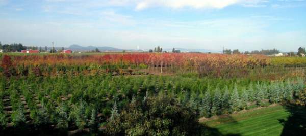 學(xué)習(xí)國外苗木行業(yè)經(jīng)驗(yàn)，搶先了解國內(nèi)市場動(dòng)態(tài)