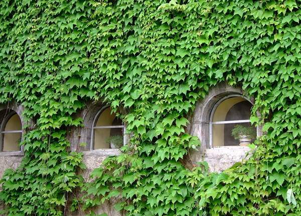 陽(yáng)臺(tái)四周的爬山虎 陽(yáng)臺(tái)四周的爬山虎