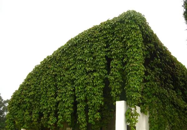 灑落下來的爬山虎 灑落下來的爬山虎