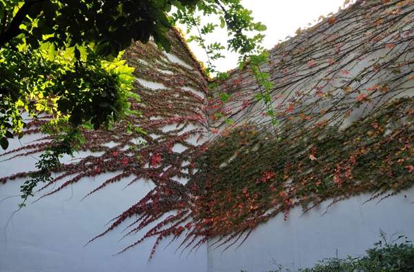 彩色的爬山虎 彩色的爬山虎
