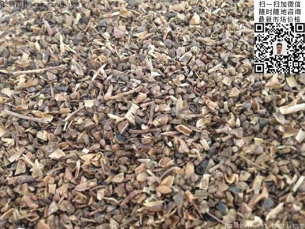 紅葉紫薇種子 紅葉紫薇種子