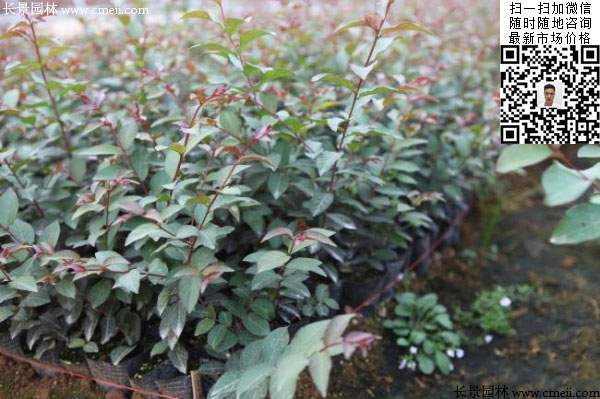 紫薇種子種植的小苗 紫薇種子種植的小苗