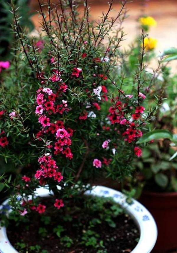 盆栽松紅梅 盆栽松紅梅
