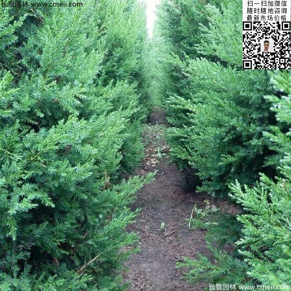 高度50公分60公分70公分蜀檜大量批發(fā)供應(yīng) 高度50公分60公分70公分蜀檜大量批發(fā)供應(yīng)