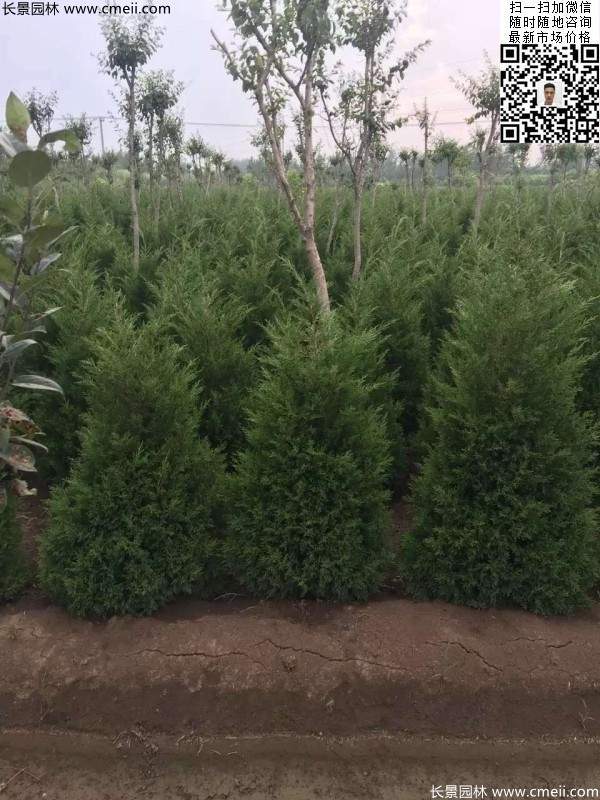 高度50公分60公分70公分蜀檜大量批發(fā)供應(yīng) 高度50公分60公分70公分蜀檜大量批發(fā)供應(yīng)