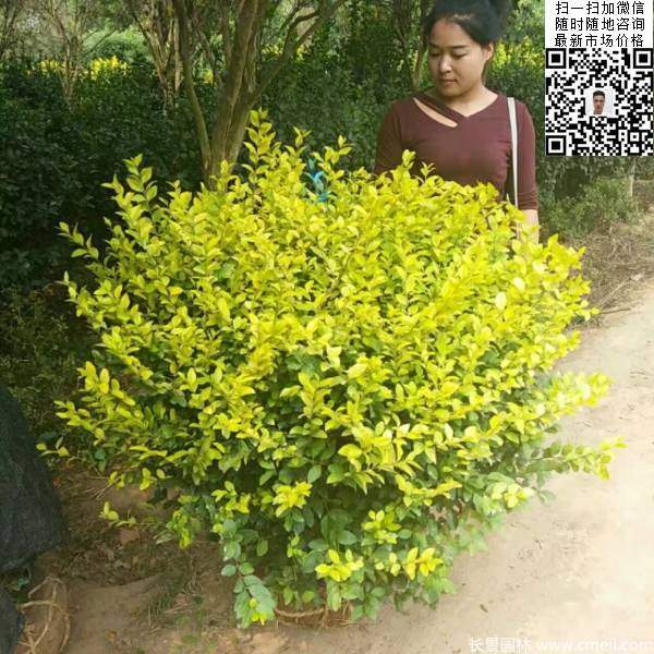 冠幅80公分和1米金葉女貞球圖片