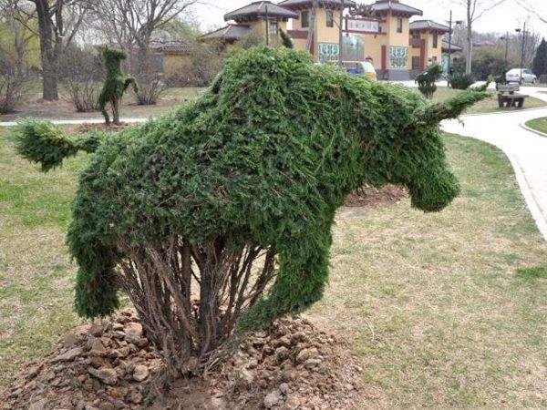 勁爆眼球的檜柏造型，心都醉了