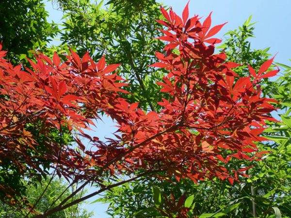 紅楓作衫，白楊為裙，美的傾國傾城！