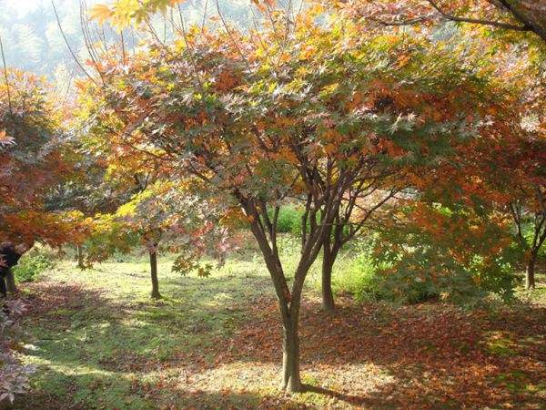 紅楓作衫，白楊為裙，美的傾國傾城！