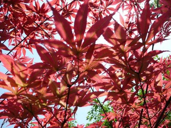 紅楓作衫，白楊為裙，美的傾國傾城！