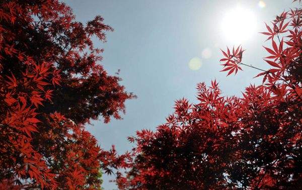 紅楓作衫，白楊為裙，美的傾國傾城！