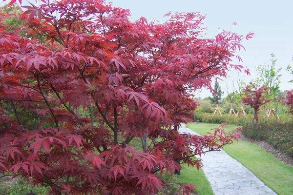 紅楓作衫，白楊為裙，美的傾國傾城！