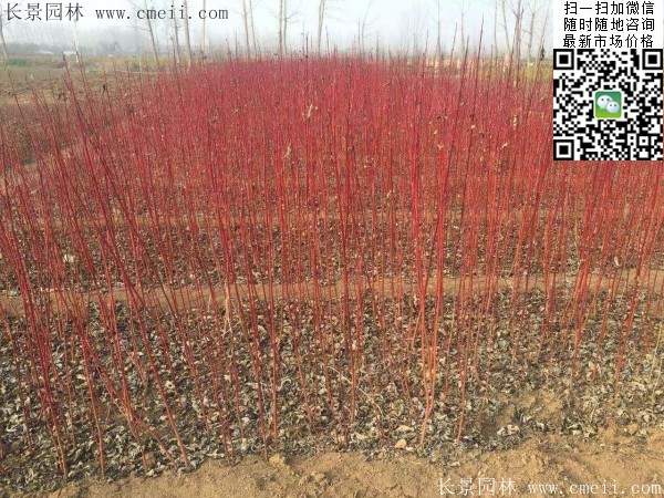 紅瑞木基地 紅瑞木基地