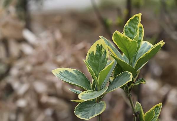 金邊黃楊 金邊黃楊