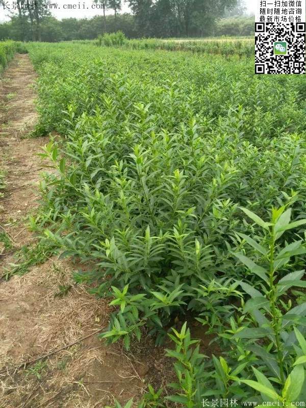 連翹--長(zhǎng)景園林