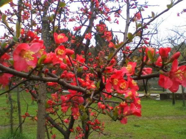 想要貼梗海棠花開得好,修剪養(yǎng)護很重要