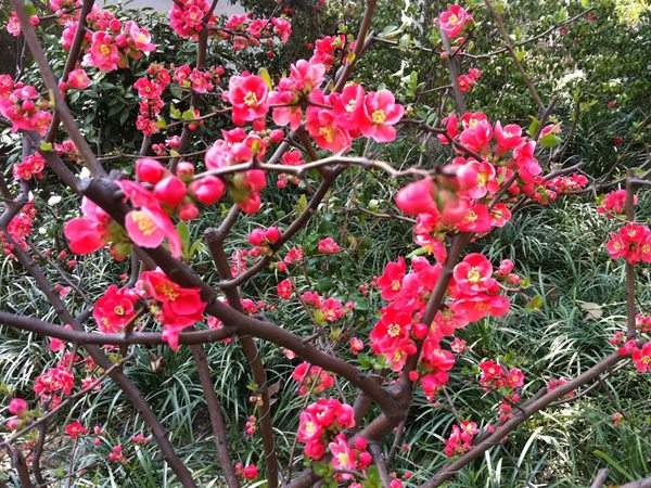 想要貼梗海棠花開得好,修剪養(yǎng)護很重要