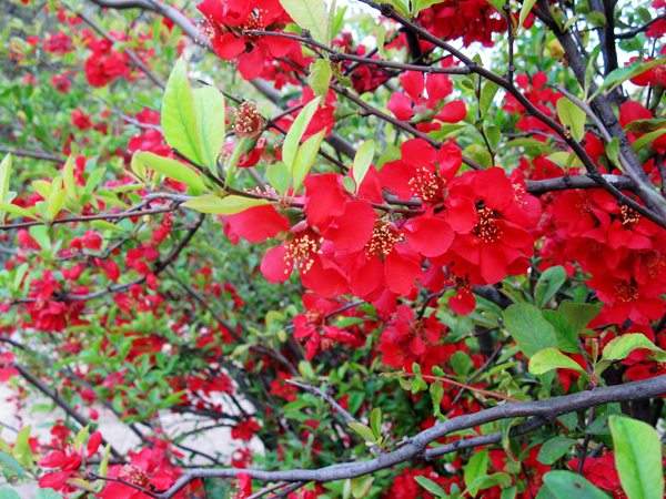 想要貼梗海棠花開得好,修剪養(yǎng)護很重要