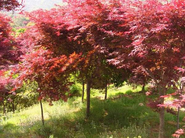 紅楓基地實(shí)拍圖片
