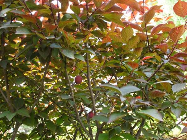 美人梅品種 美人梅品種