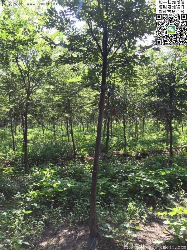 櫸樹哪里便宜？麻煩推薦一家大型，有誠信的單位！