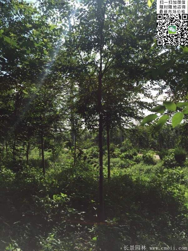 櫸樹哪里便宜？麻煩推薦一家大型，有誠信的單位！