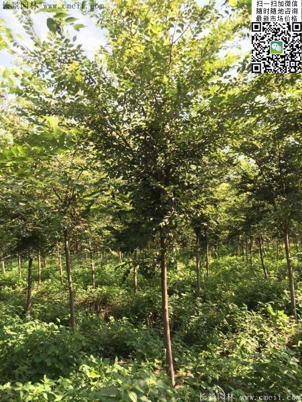 櫸樹哪里便宜？麻煩推薦一家大型，有誠信的單位！