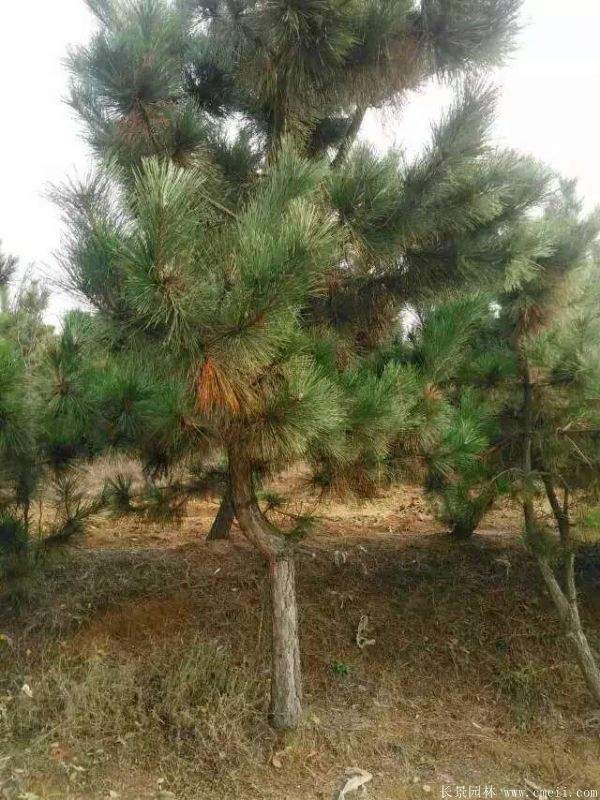 沭陽黑松 沭陽黑松