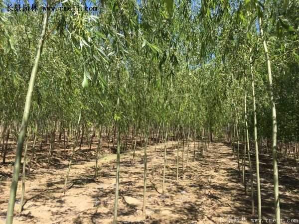 金絲柳樹(shù)苗