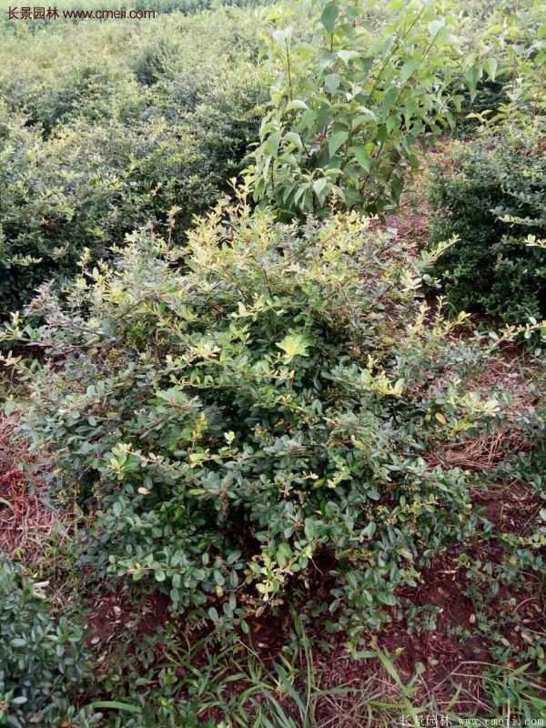 沭陽(yáng)火棘的標(biāo)準(zhǔn)