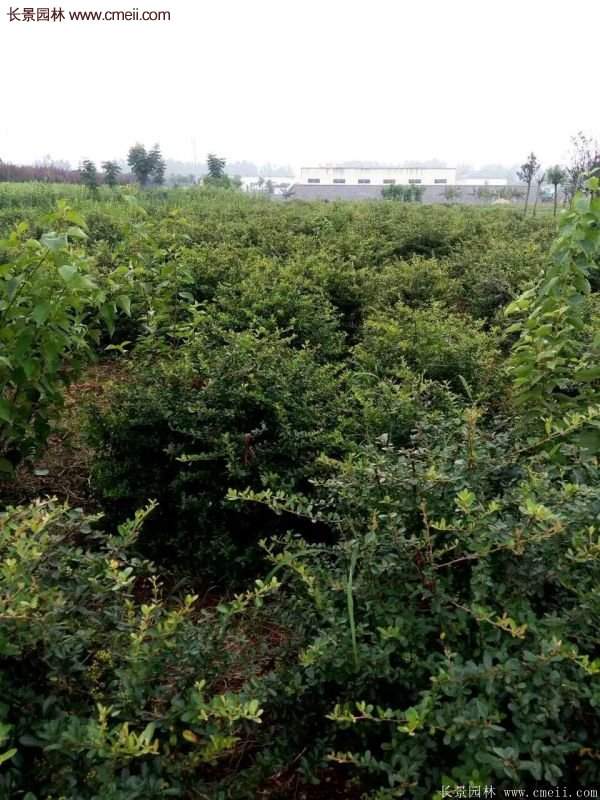 沭陽(yáng)火棘的標(biāo)準(zhǔn)