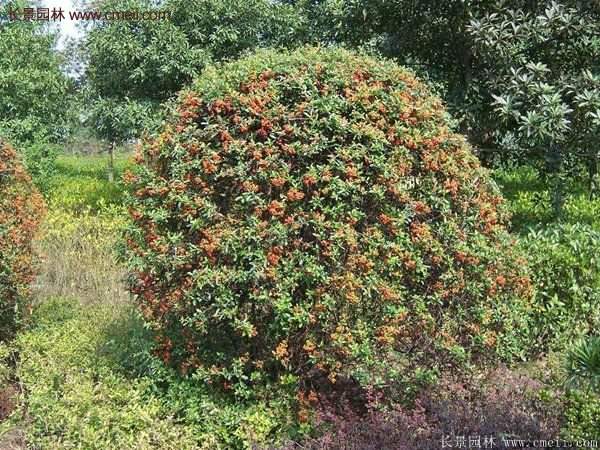 沭陽(yáng)火棘的標(biāo)準(zhǔn)