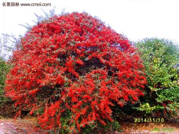 沭陽(yáng)火棘的標(biāo)準(zhǔn)