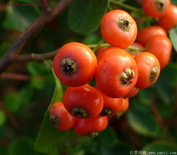 沭陽火棘苗、火棘球