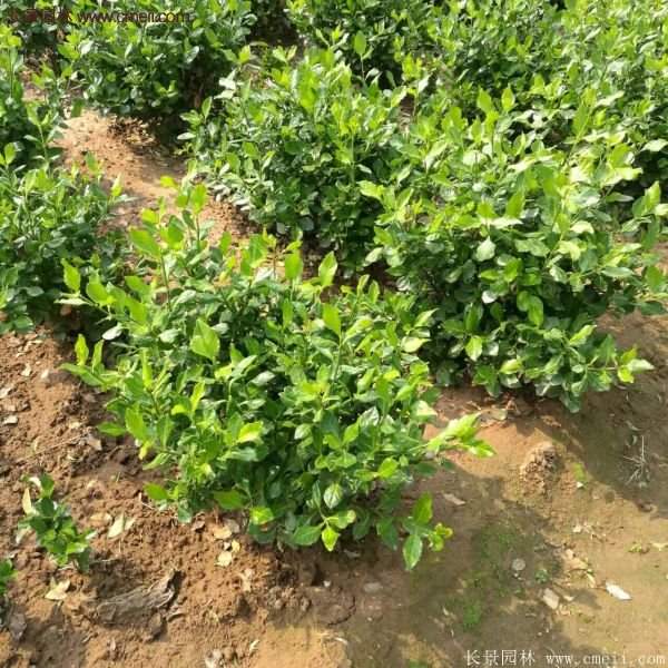 沭陽衛(wèi)矛球 沭陽衛(wèi)矛球