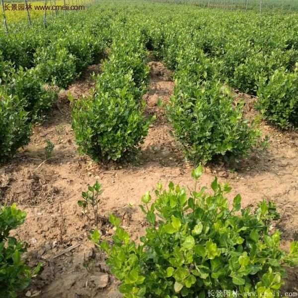 沭陽衛(wèi)矛球 沭陽衛(wèi)矛球