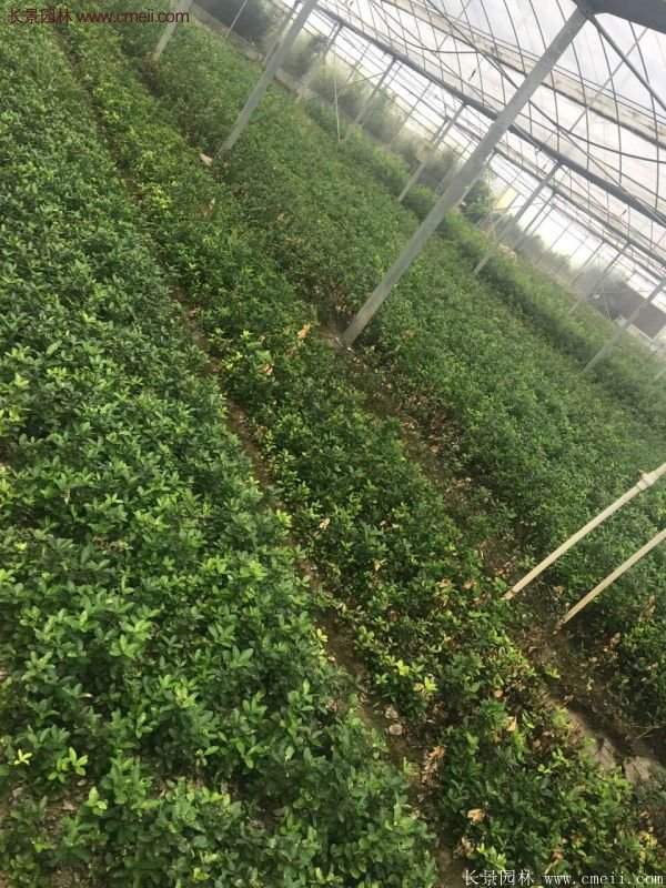 沭陽衛(wèi)矛球 沭陽衛(wèi)矛球