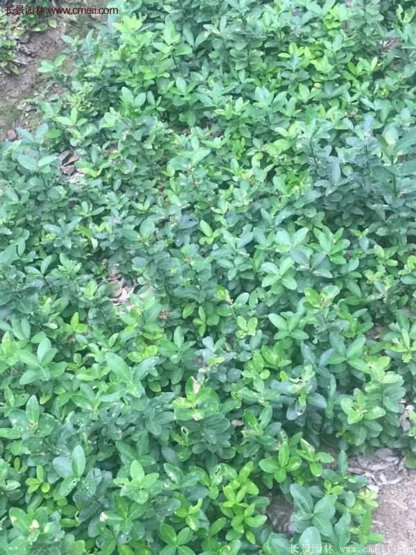 沭陽衛(wèi)矛球 沭陽衛(wèi)矛球