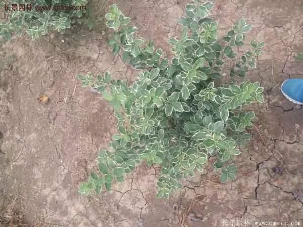 沭陽35-50公分的金邊黃楊 沭陽35-50公分的金邊黃楊