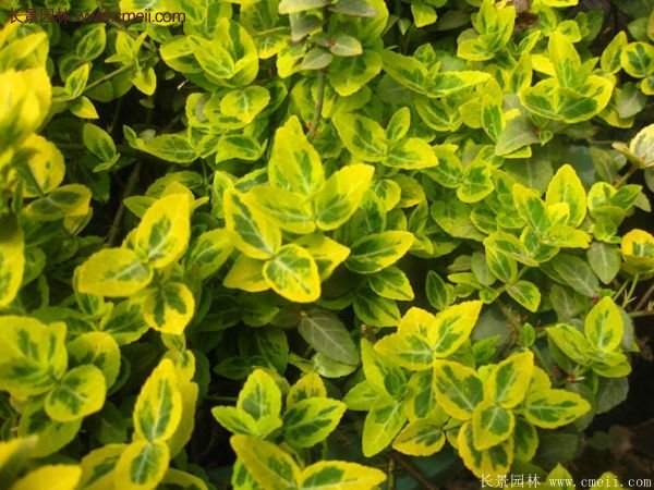 沭陽金邊黃楊的苗價 沭陽金邊黃楊的苗價