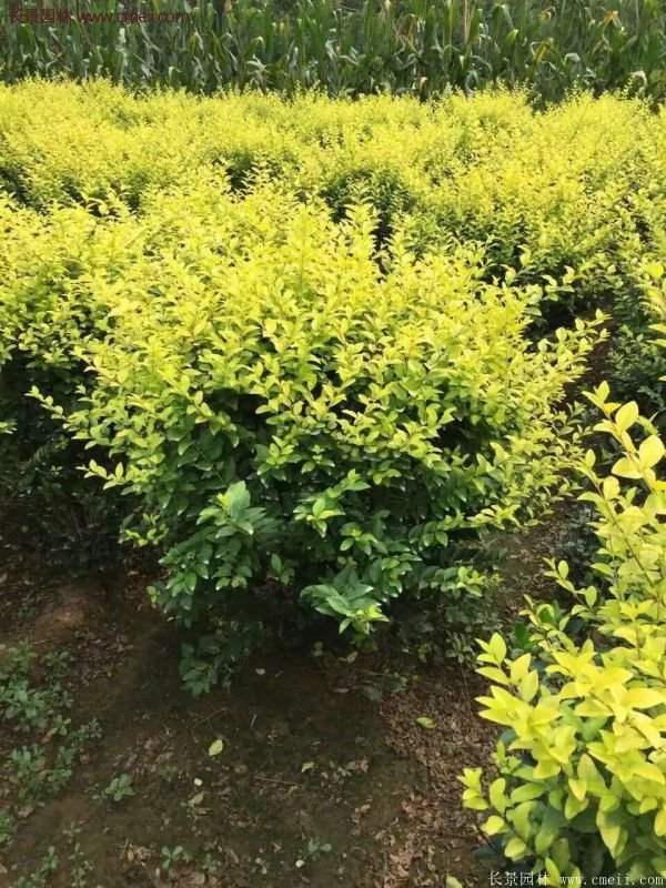 沭陽基地的金葉女貞 沭陽基地的金葉女貞