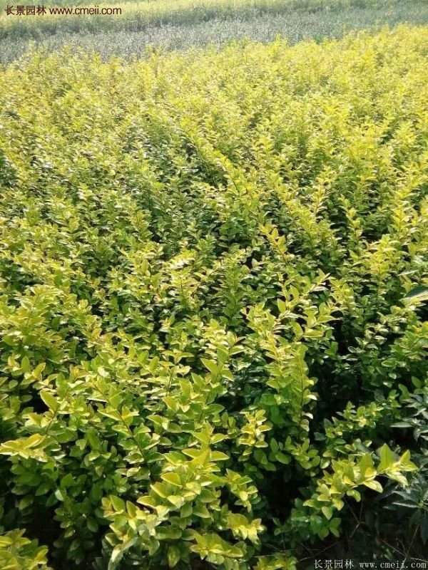 金葉女貞基地 金葉女貞基地