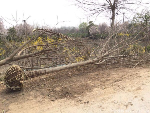 構(gòu)樹(shù)圖片構(gòu)樹(shù)基地實(shí)拍