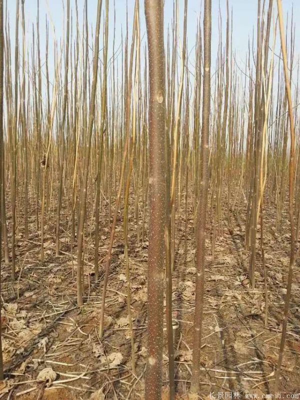 泡桐樹圖片泡桐樹基地實(shí)拍