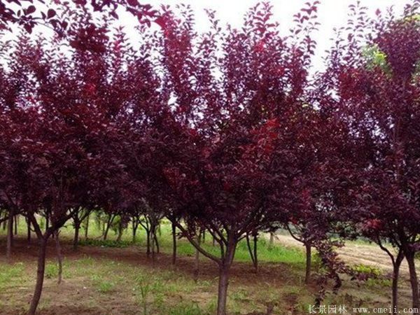 紅葉李圖片基地實拍