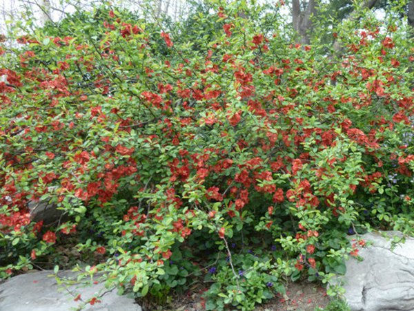 貼梗海棠 貼梗海棠