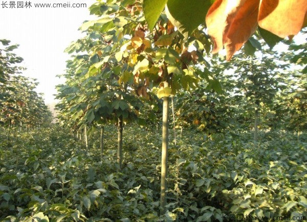 青桐種子發芽出苗圖片